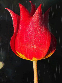 1346091.gif