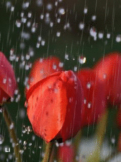 1306452.gif