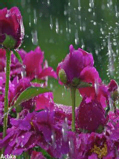 цветы (вар2).gif
