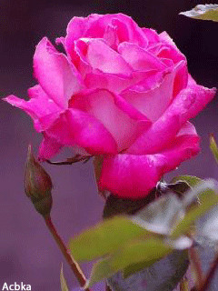 1231436.gif