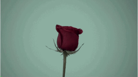 4533267523.gif