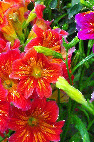 1504505.gif