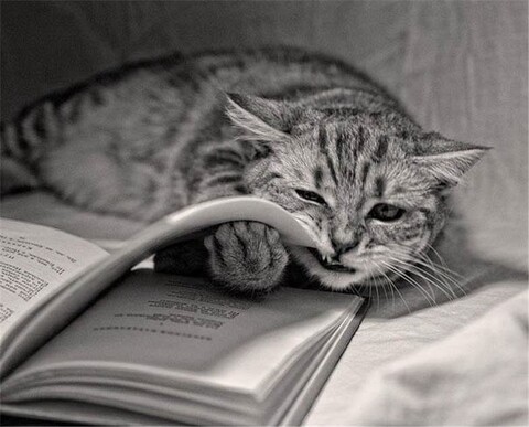 Catsapos faces (36)-world76 spcs bio.jpg