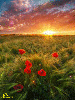 1373075.gif