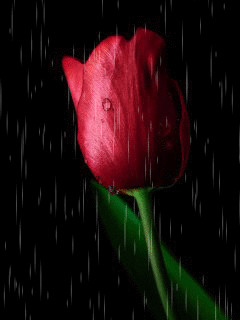 1380382.gif