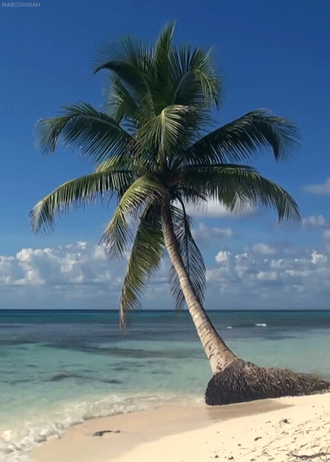 Пальма у моря.gif