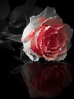 1385205.gif