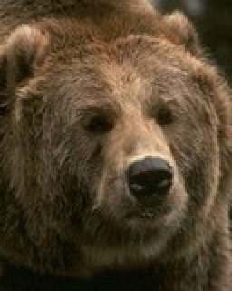 Миша.gif