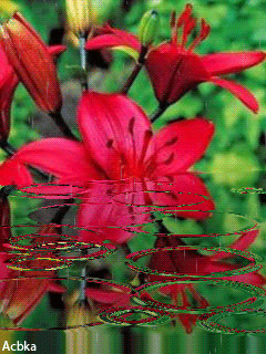 1336125.gif