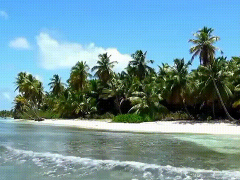 Там где пальмы и теплое море.gif