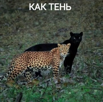 308716201 p 0 360 0.jpg