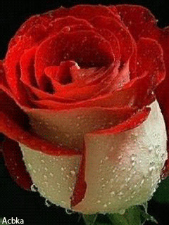 roza.gif