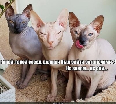 90088277 f 0 360 0.jpg