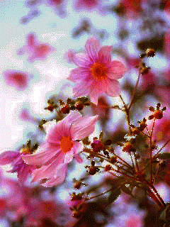 1325340.gif