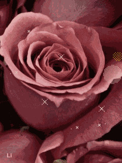 krasavica roza-.gif