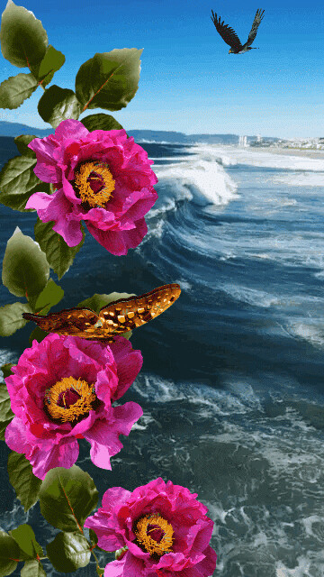 905bef69cebb7012cda305234a1ff7b4.gif