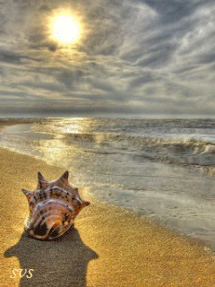Shell on the shore.gif
