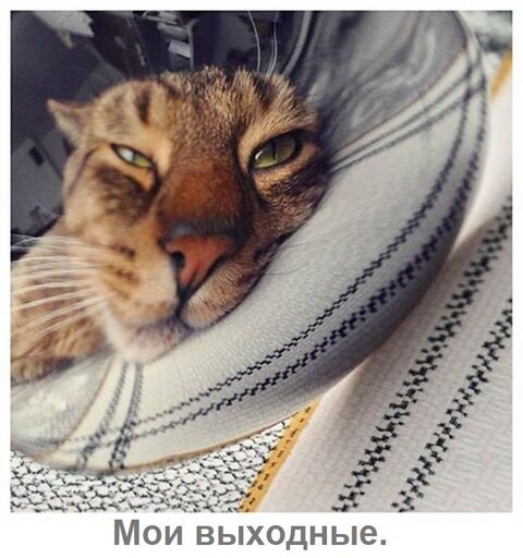 Catsapos faces (211)-world76 spcs bio.jpg