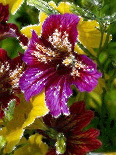 1388091.gif