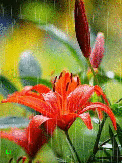 1331275.gif