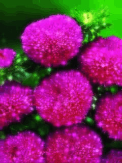1392076.gif