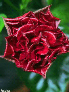 1362044.gif