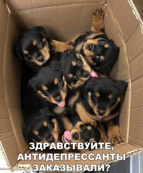 568597.jpg
