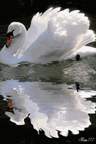 belyj lebed-.gif