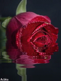 1311747.gif