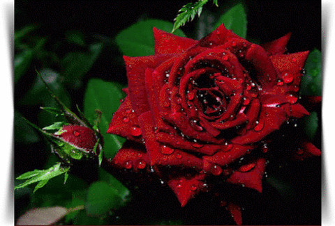 2835247311.gif
