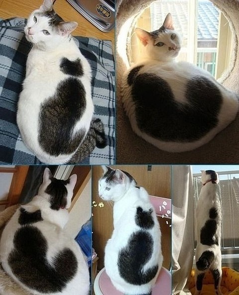 Кошка.jpg