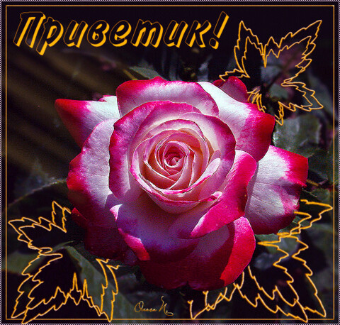 9ed4d6f14c525fb rivetik 4.gif