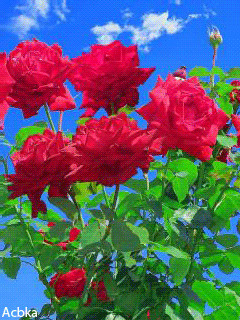 1314867.gif