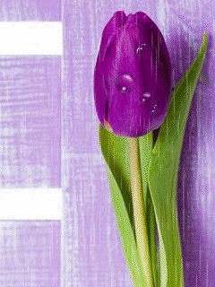 1361254.gif