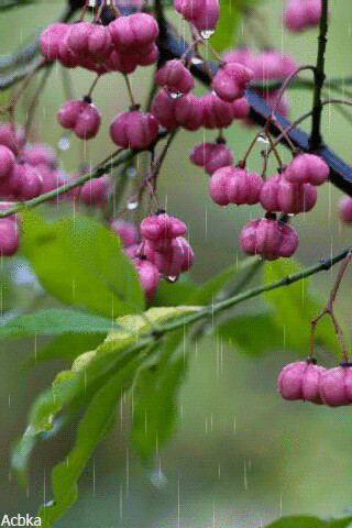 1504210.gif