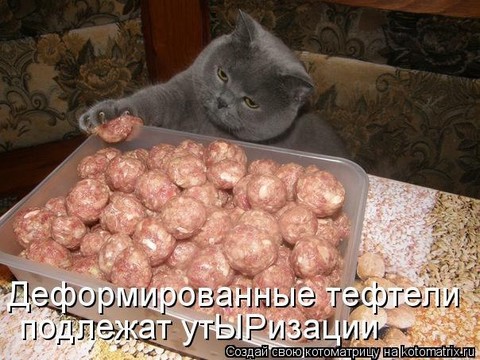 Zabavnie koti i koshki.jpg