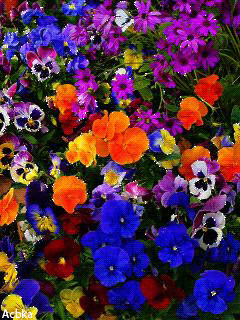 1354152.gif