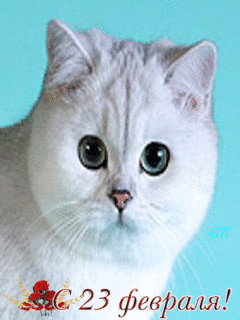 1371941.gif