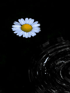 1455564.gif