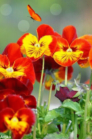 1504228.gif