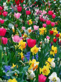 1263451.gif