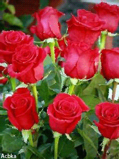 1346129.gif
