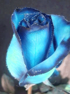 1246124.gif