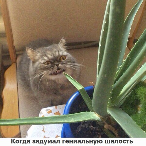 Catsapos faces (206)-world76 spcs bio.jpg