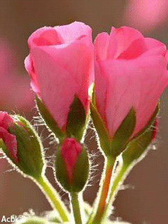 1354154.gif