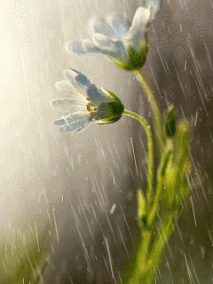 1262619.gif