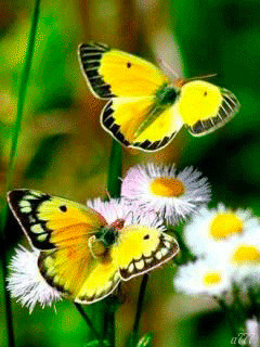 1335202.gif