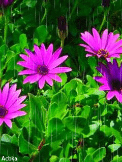 1340597.gif