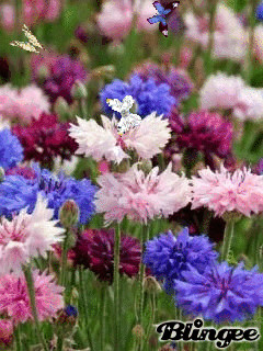 1335021.gif