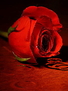 1247095.gif